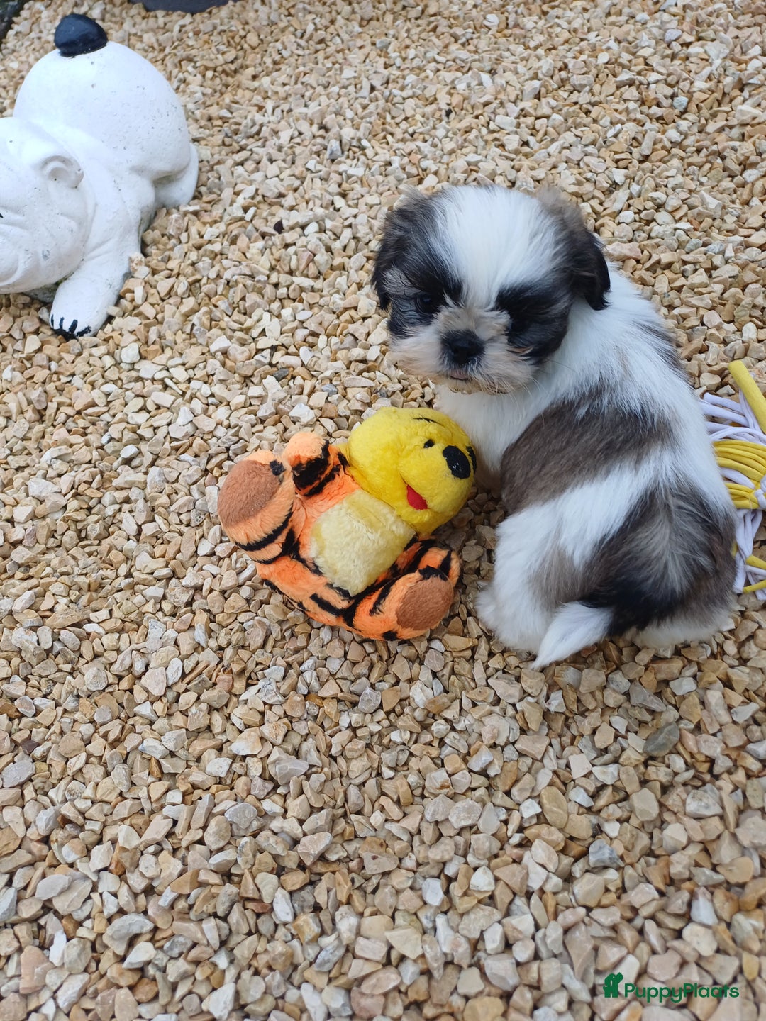 Shih Tzu honden te koop: leuke lieve ras zuiver shih tzu pups - Advertentie 36
