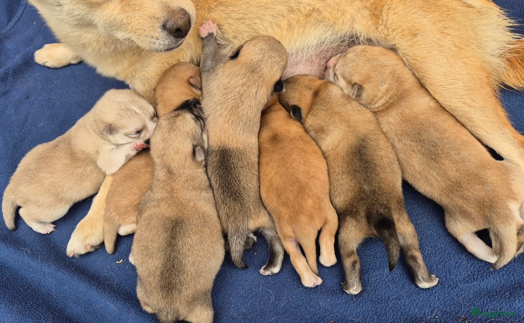 Kruising honden te koop: Pomsky x Shiba inu pups - Advertentie 18