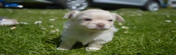 Chihuahua honden te koop: Langharige Chihuahua puppy’s  - Advertentie 9