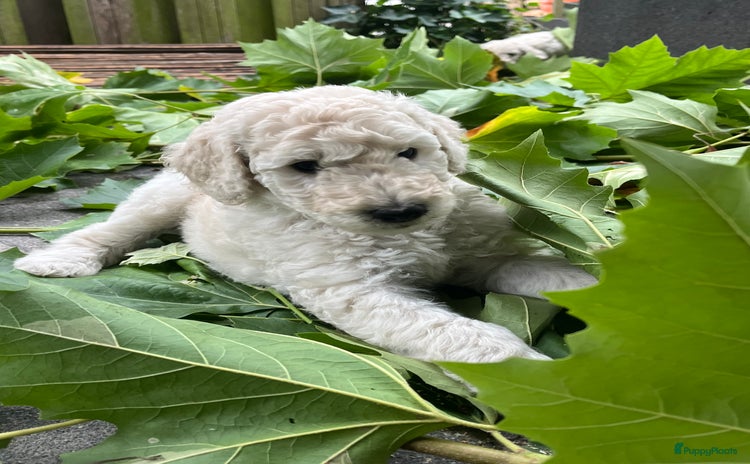 Labradoodle honden - Advertentie 3