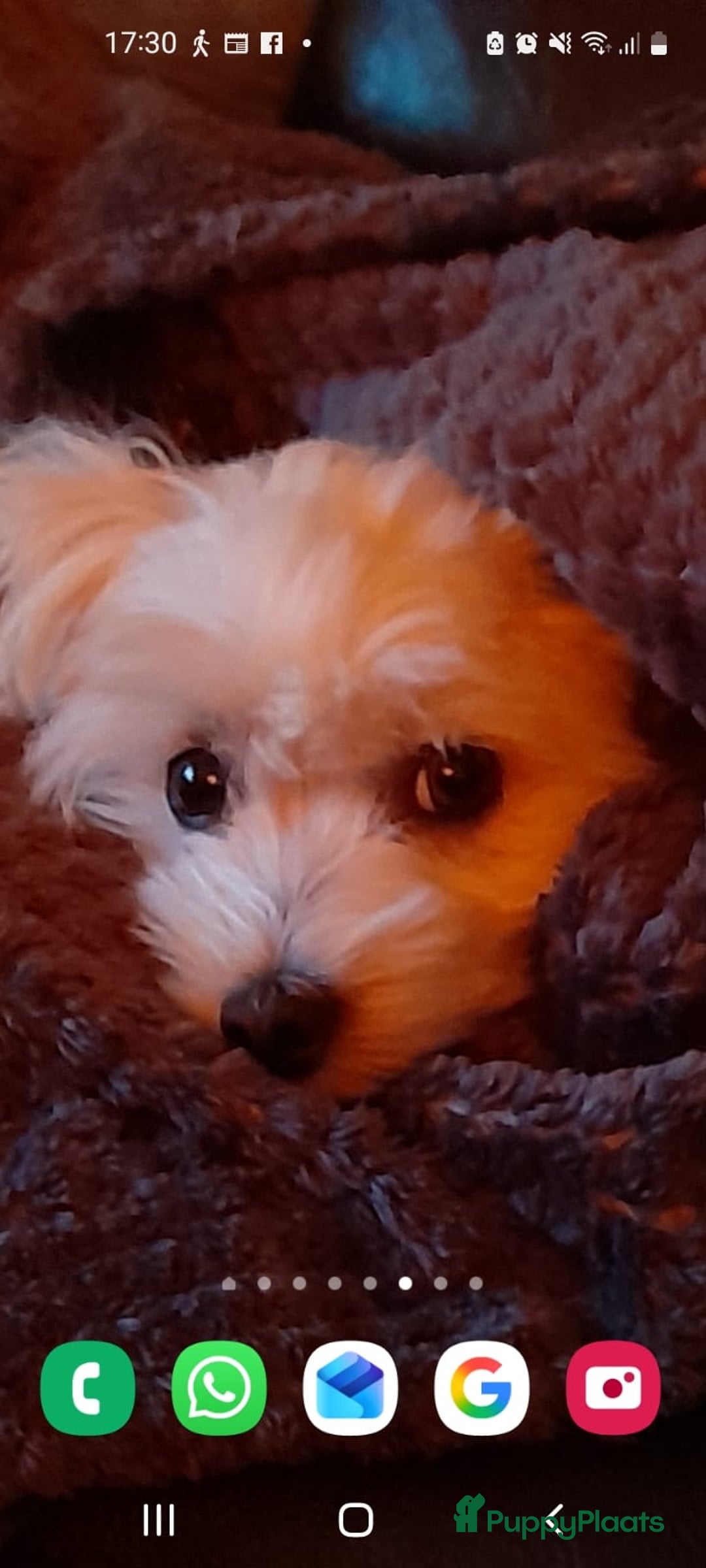 Maltezer honden te koop: Lieve vrolijke maltzers pups . - Advertentie 4