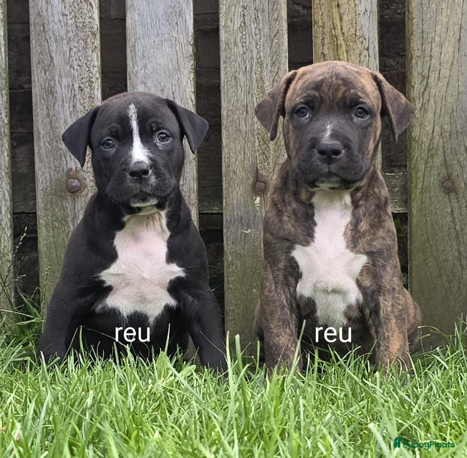 Kruising honden Boerboel x amerikaanse stafford pups - Advertentie 1