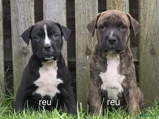 Kruising honden Boerboel x amerikaanse stafford pups - Advertentie 1