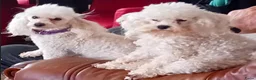 Poedel Toy honden te koop: Schitterend toy poedel teefje - Advertentie 2
