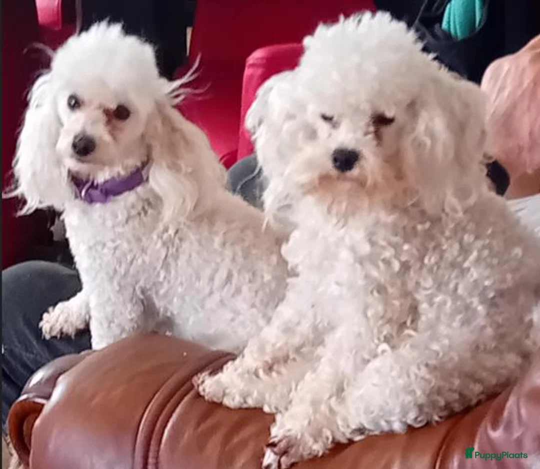 Poedel Toy honden te koop: Schitterend toy poedel teefje - Advertentie 2