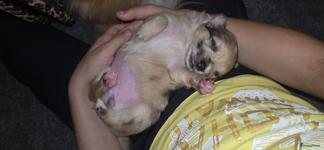 Pomchi honden te koop: Mooie pomchi puppy's - Afbeelding 8