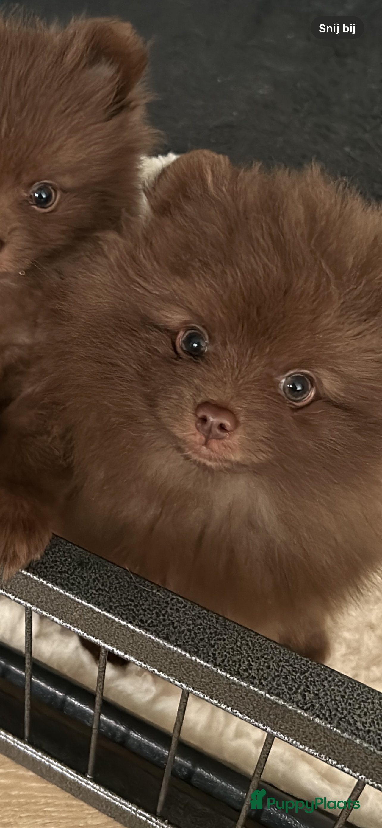 Pomeriaan honden 🐶 Choco Pomeranian Teefje  - Advertentie 1
