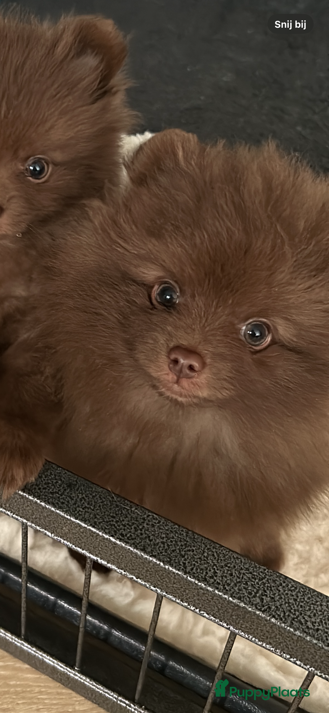 Pomeriaan honden te koop: 🐶 Choco Pomeranian Teefje  - Advertentie 1