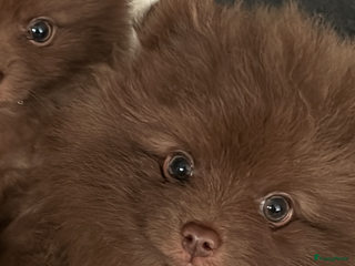 Pomeriaan honden 🐶 Choco Pomeranian Teefje - Advertentie 1