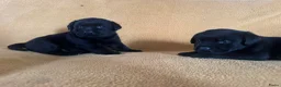 Labrador Retriever honden te koop: Raszuivere zwarte labradorpups - Advertentie 12