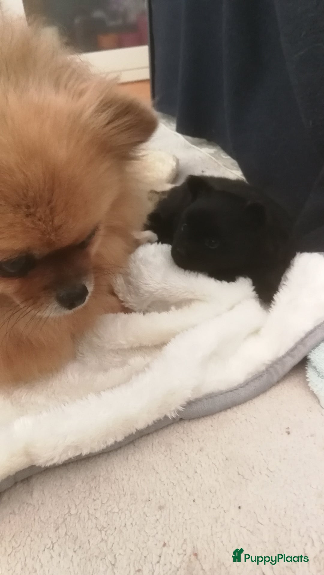 Pomeriaan honden te koop: Speels & Lief Pomeriaan Reutje en Teefje! - Advertentie 9