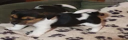 Jack Russel Terriër honden te koop: Nog 3"bandietjes" zoeken gezellig huis. Laagbenig  - Advertentie 21