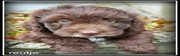 Kruising honden te koop: Bordoodle pups. Bordoodle x Labradoodle - Advertentie 3