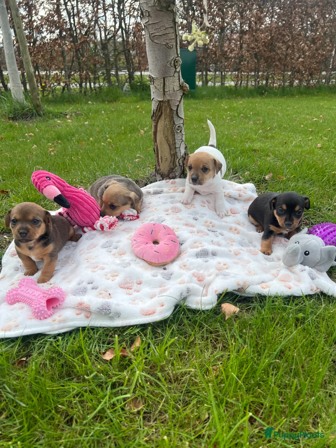 Jack Russel Terriër honden te koop: Prachtige Jack Russel pups te koop in Putten - Advertentie 2