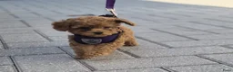 Poedel Toy honden te koop: Ieniemienie teefje 🌸💜 - Advertentie 13