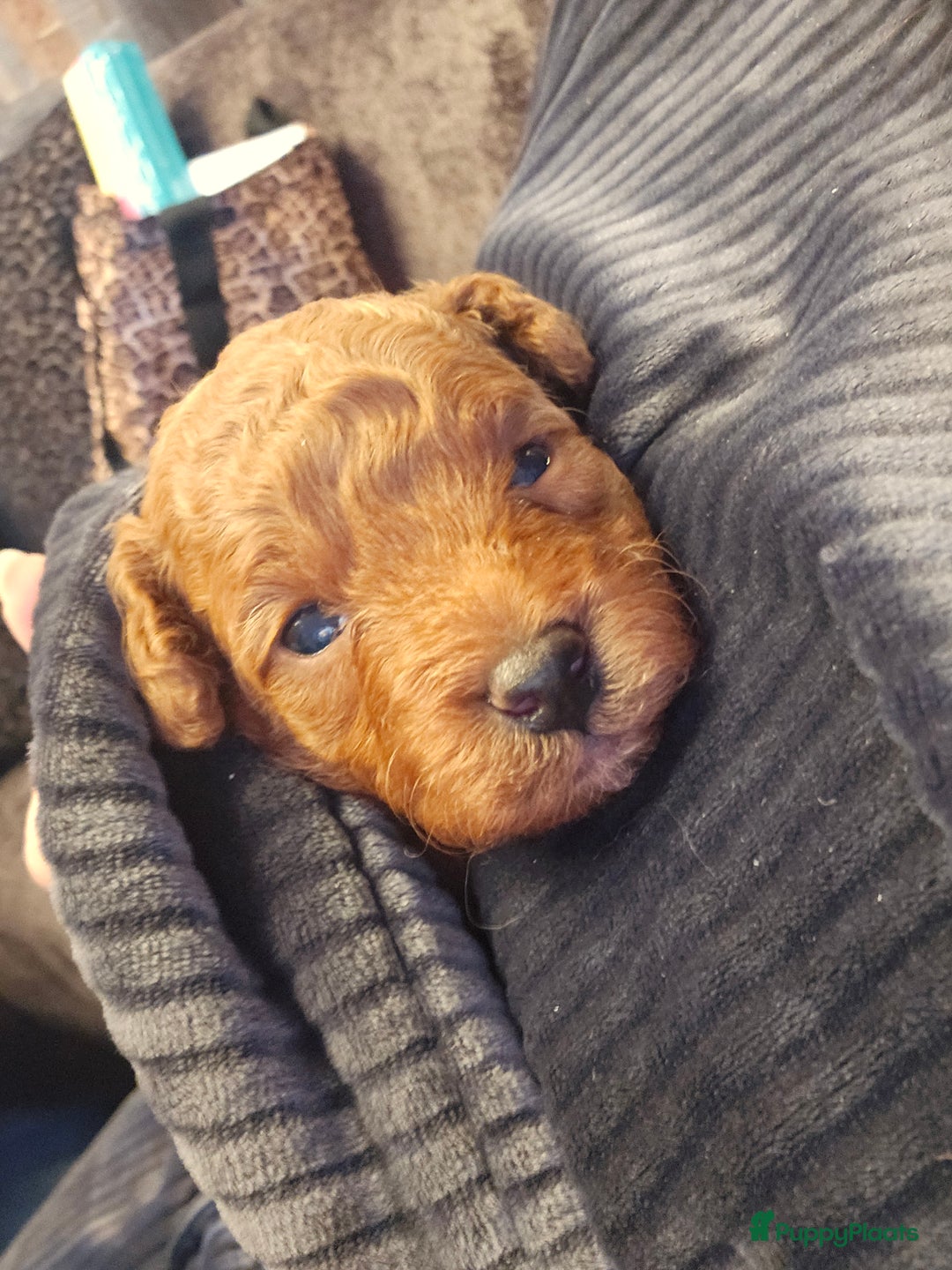 Poedel Toy honden te koop: Toy/dwerg poedel pups 🐾 - Advertentie 17