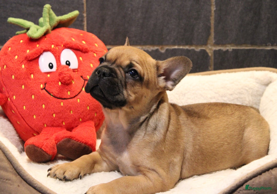Franse Bulldog honden te koop: Franse Bulldog pups - Advertentie 3