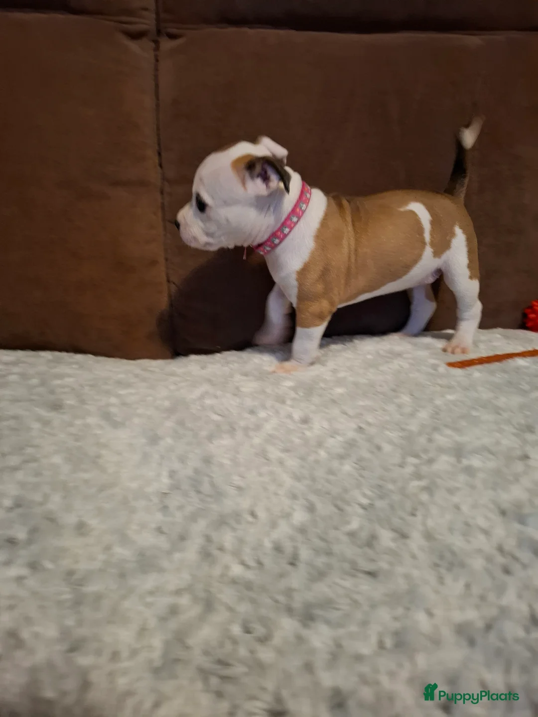 American Staffordshire Terriër honden te koop: American Staffordshire Terriers Pupps  - Advertentie 9