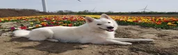 Kruising honden te koop: Nestaankondiging zwitserse witte herder outcross  - Advertentie 6