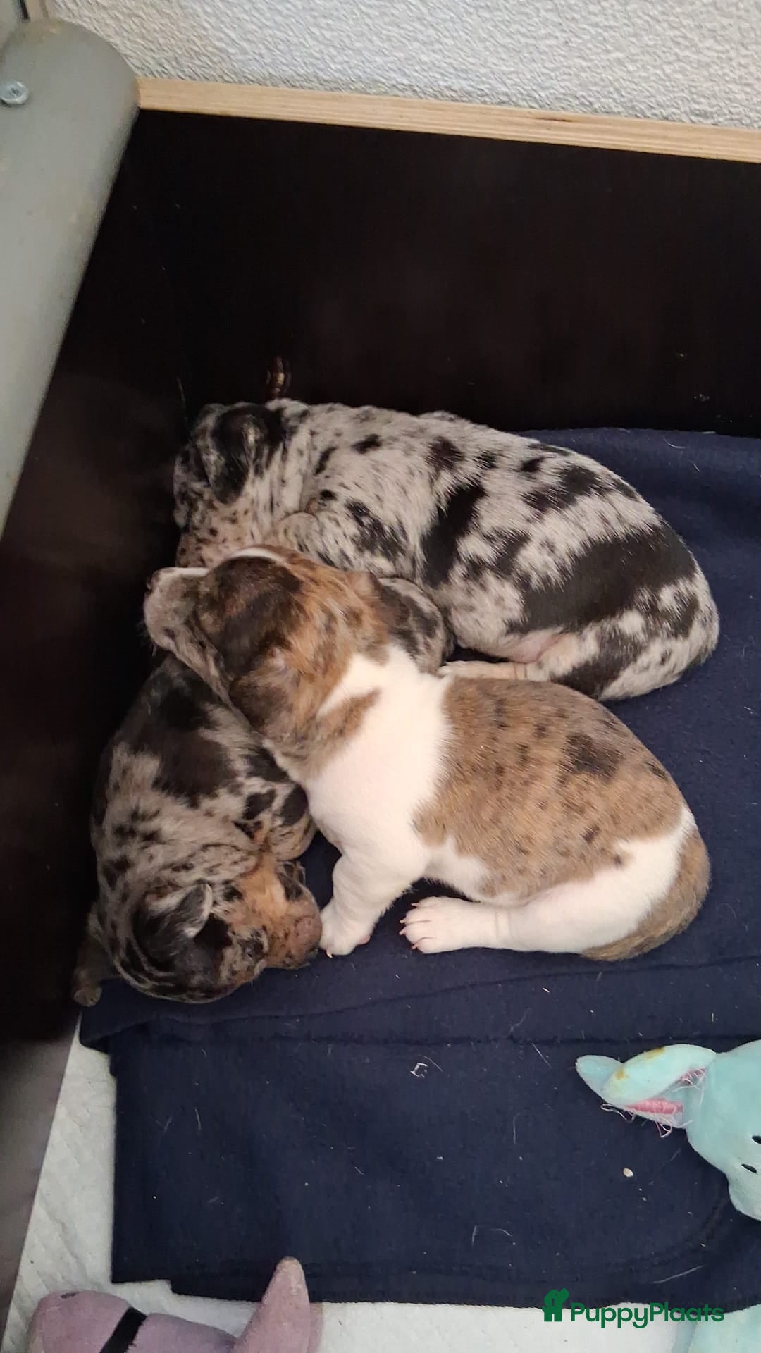 Jack Russel Terriër honden te koop: Merle Jackrussel te koop - Advertentie 6