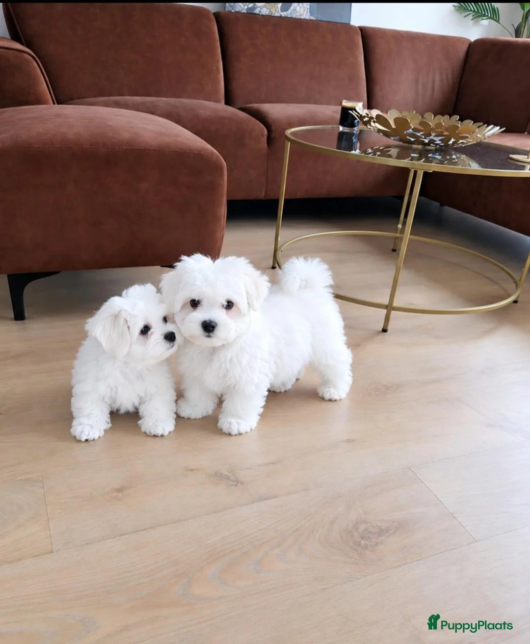 Maltezer honden te koop: Maltezer pups - Advertentie 2