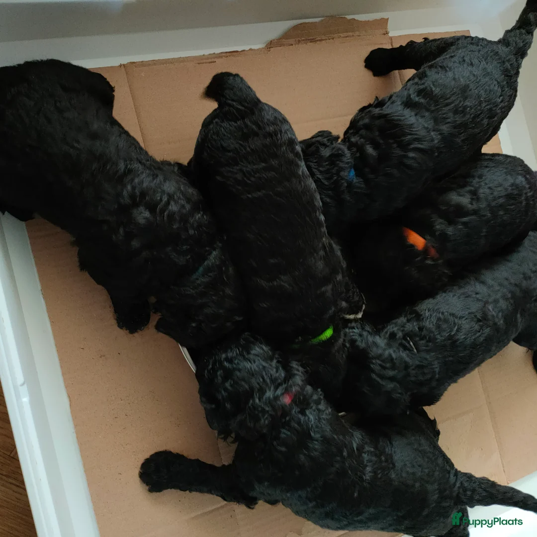 Labradoodle honden te koop: Labradoodle pups - Advertentie 7