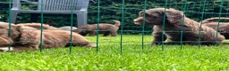 Australian Labradoodle honden te koop: Alf1 australian labradoodle  - Advertentie 3