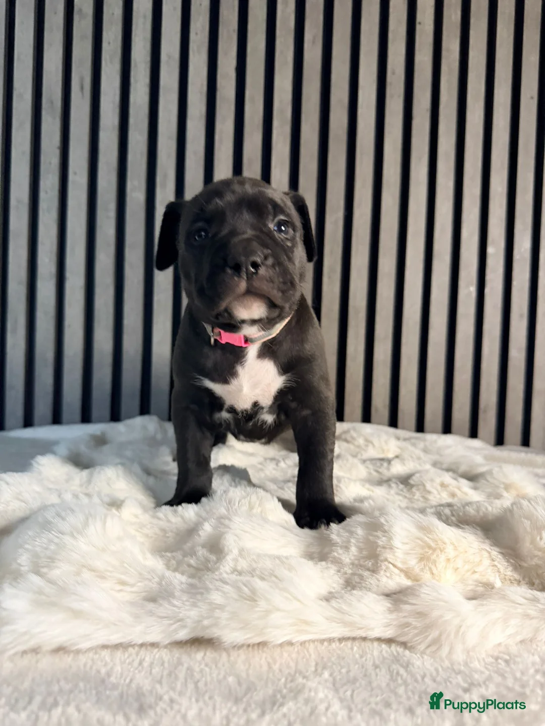 Amerikaanse Bully honden te koop: American bully xl pups  - Advertentie 11