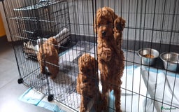 Dwergpoedel honden te koop: Dwergpoedel pups - Afbeelding 1
