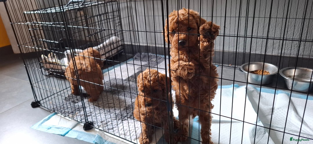 Dwergpoedel honden te koop: Dwergpoedel pups - Afbeelding 1