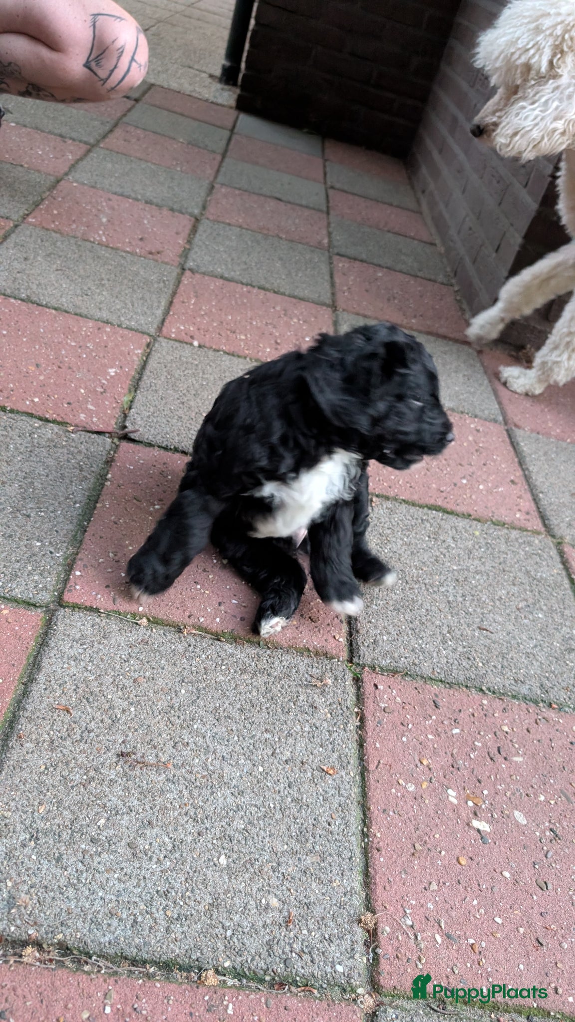 Bernedoodle honden te koop: Bernedoodle pups (Koningspoedel x Berner Sennen) in Nunspeet - Advertentie 11