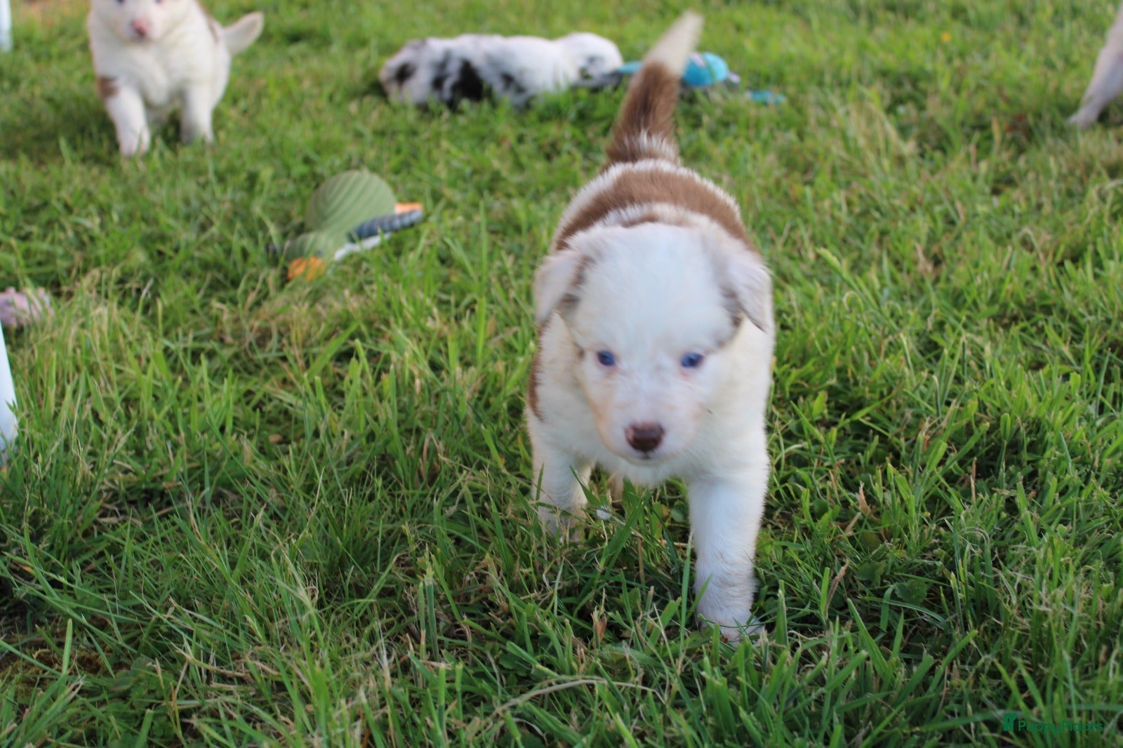 Border Collie Puppy 8