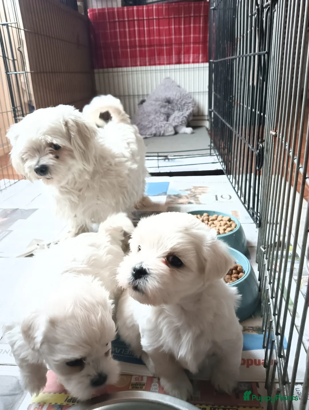 Maltezer honden te koop: Maltezer leeuwtje. Rasecht.  - Advertentie 6