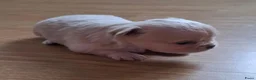 Chihuahua honden te koop: Mooi langharig chihuhmahua teefje - Advertentie 8