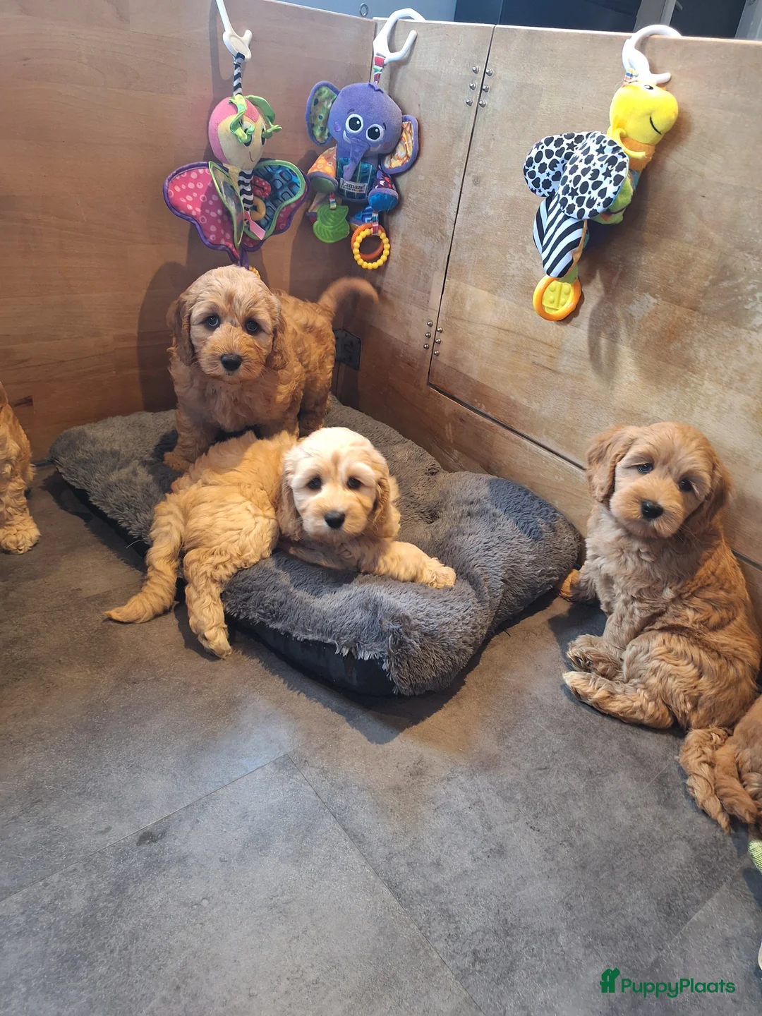 Kruising honden te koop: Australian labradoodle pups - Advertentie 14