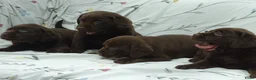 Labrador Retriever honden te koop: Labrador pups ouders met stamboom - Advertentie 5
