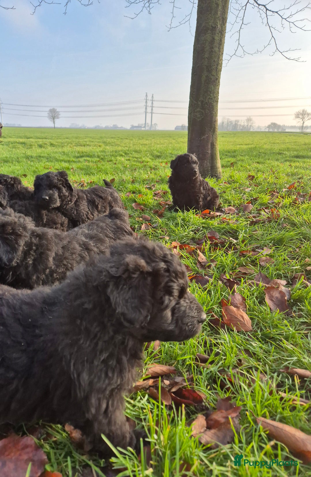 Bouvier des Flandres honden te koop: Raszuivere bouvier pups zonder stamboom. Gitzwart - Advertentie 3