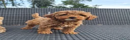 Maltipoo honden te koop: Schattige maltipoo pups zoeken een vijf ️⭐️huisje! - Advertentie 5
