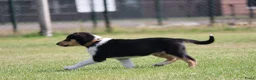 Schotse Herdershond korthaar honden te koop: Nog 2 knappe reuen schotse collie korthaar reuen. - Advertentie 29