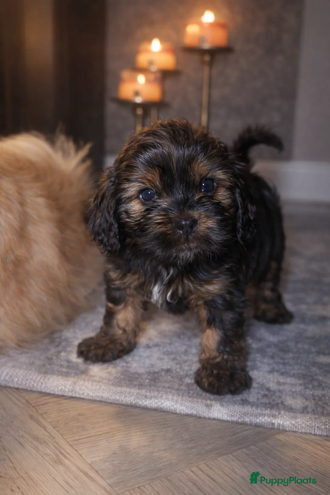 Havanezer honden te koop: Havanezer pup - Advertentie 16