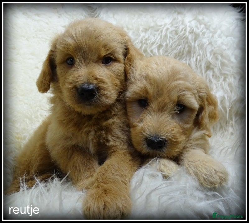 Labradoodle honden Labradoodle medium pups - Advertentie 2