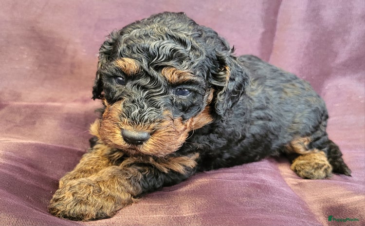 Dwergpoedel honden - Advertentie 13