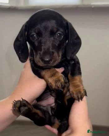 Teckel (korthaar)  honden Teckel - Advertentie 1