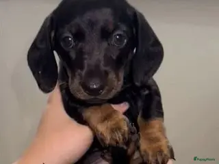 Teckel (korthaar) honden Teckel - Advertentie 1