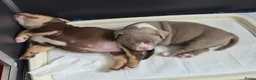 Amerikaanse Bully honden te koop: amerikaanse pocket bully's - Advertentie 22