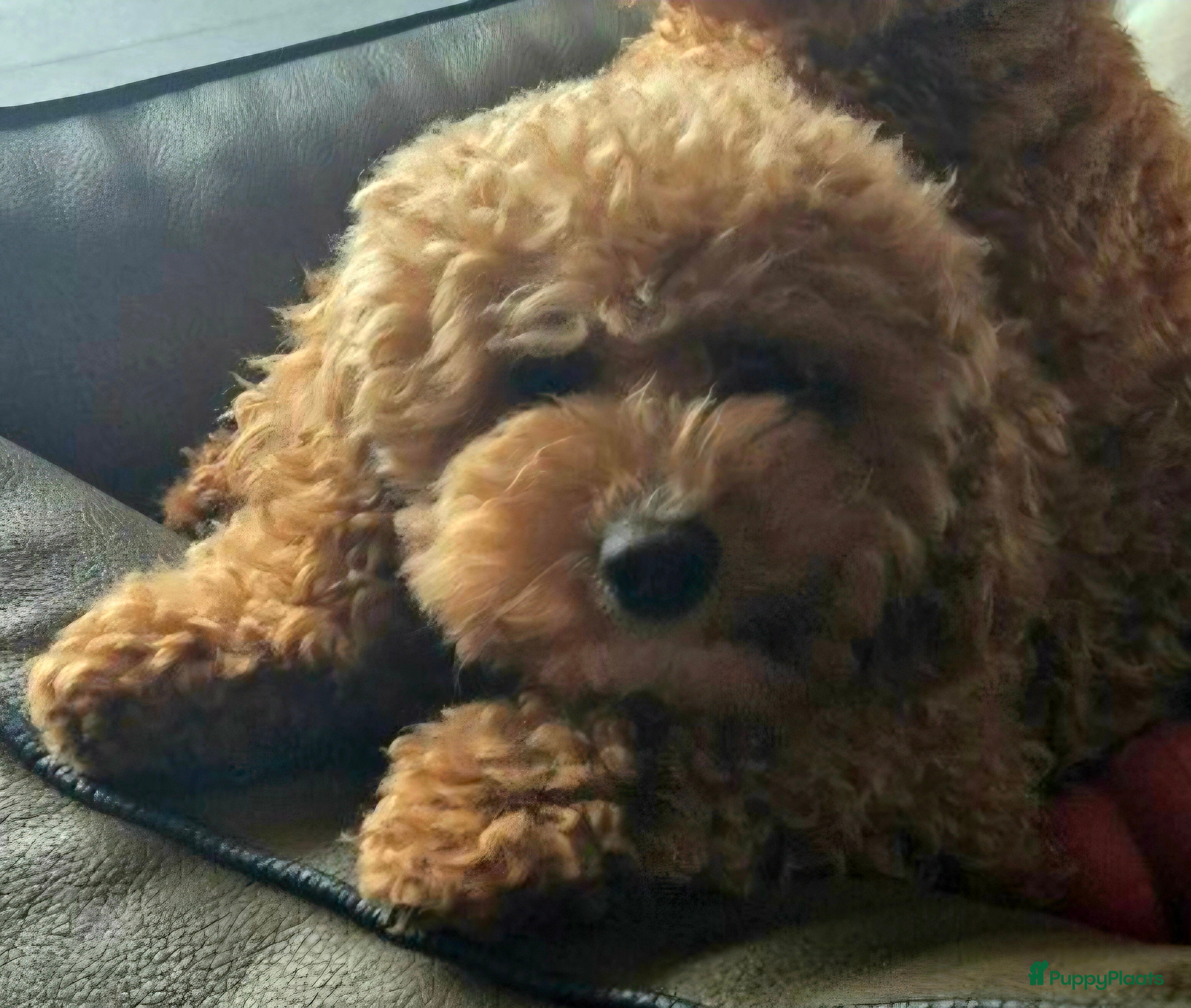 Poedel Toy honden Toypoedels verwacht - Advertentie 5