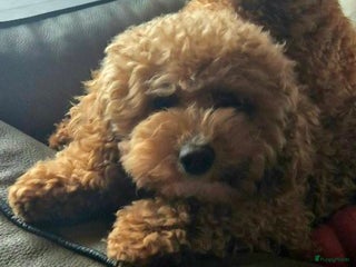 Poedel Toy honden Toypoedels verwacht - Advertentie 7