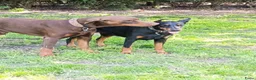 Dobermann honden te koop: 3 Dobermann pups  zoeken  een goud mandje  - Advertentie 36