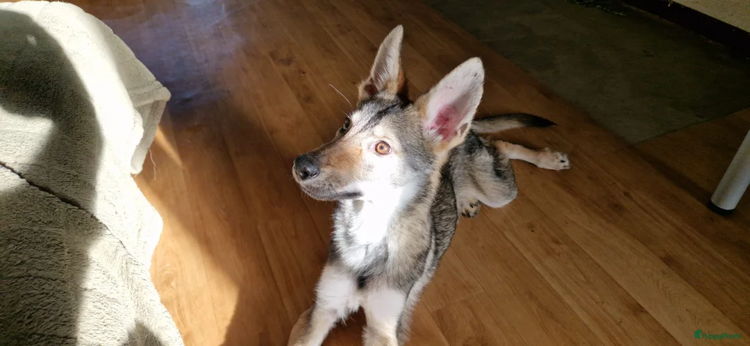 Kruising honden te koop: Tsjechoslowaakse Wolfhond x Tervuerense Herdertjes - Advertentie 7