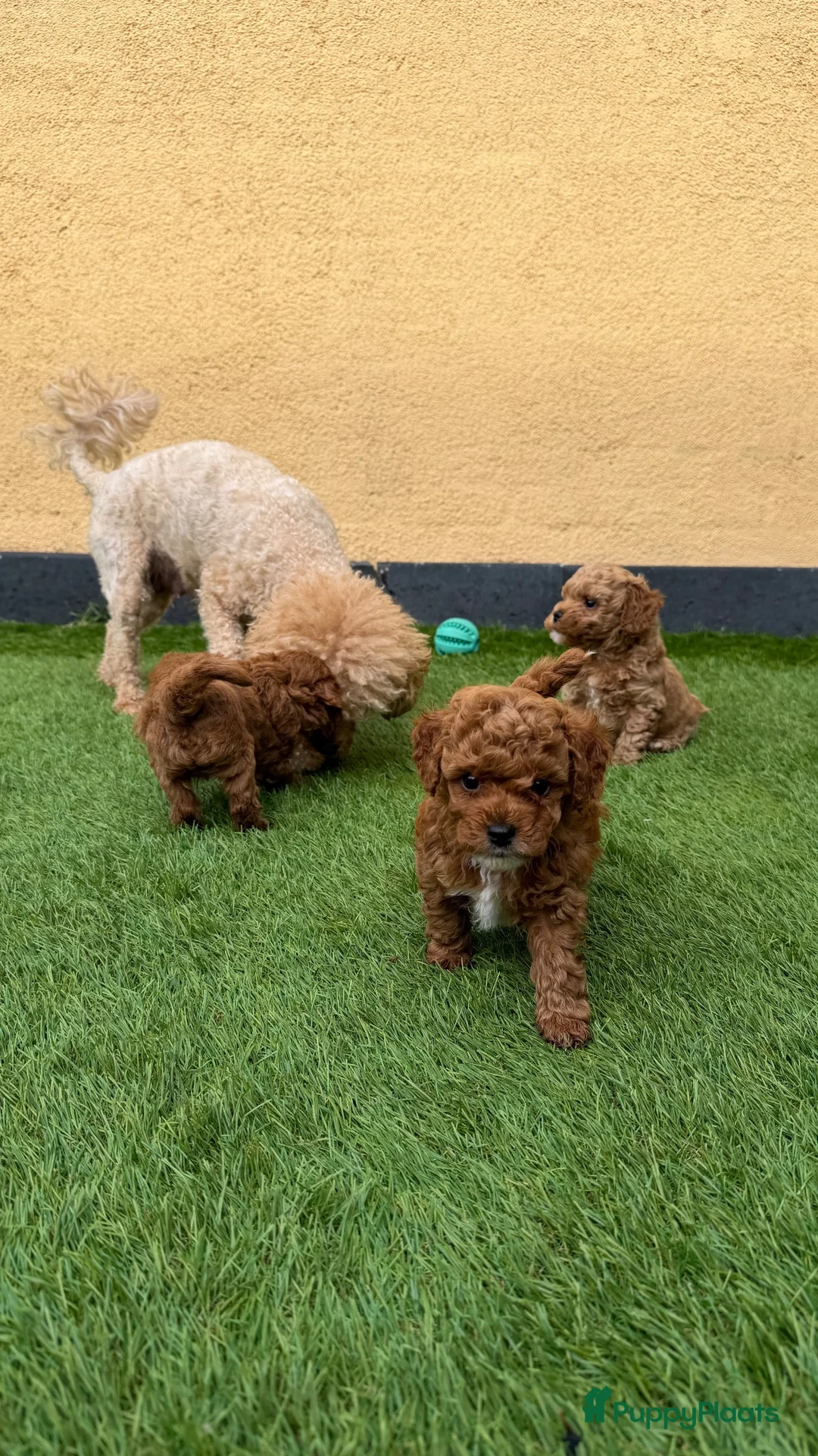 Poedel Toy honden te koop: 5 prachtige toy poedel reutjes  - Advertentie 25